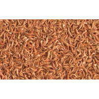 tetra reptodelica shrimps14